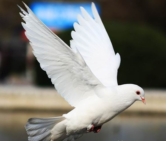øӹ鳲,Ⱥͨźͱ,һֱŸ
