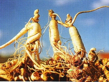 如何鉴别西洋参 西洋参与人参的区别