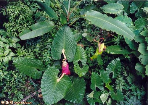 走进西双版纳热带雨林:奇特植物开黑色花(图)