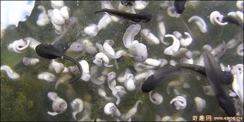 [图文]英国威尔士郡首次惊现大批白化蝌蚪群