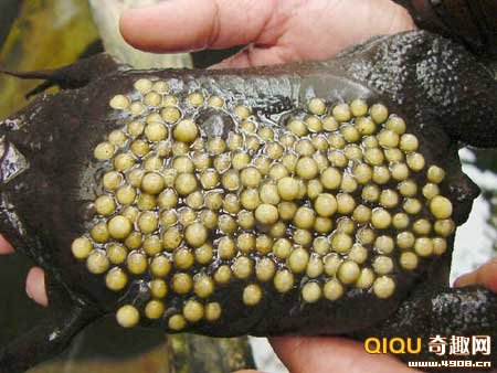 小蟾蜍"破茧而出 负子蟾,又称苏里南蟾蜍(surinam toad,是水生