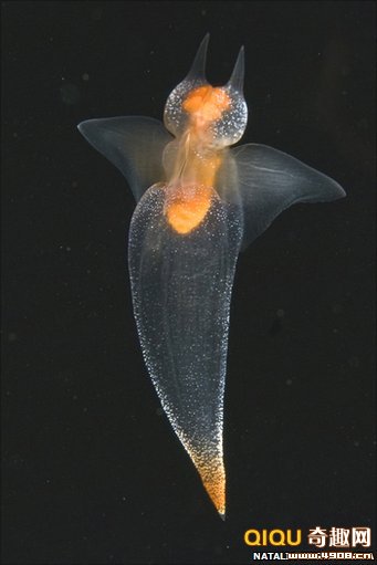 [多图]北极神奇海洋生物:海洋天使捕食海洋恶魔
