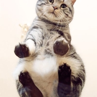 八卦周边_游戏评测_游戏攻略_iPhone游戏资讯