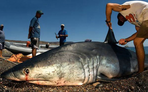 意大利摄影师实录鲨鱼被活体割取鱼翅场面 人类