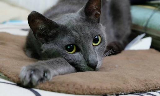 俄罗斯蓝猫的简介-俄罗斯蓝猫的生活习性 俄罗斯蓝猫的简介 俄罗斯蓝猫(RussianBlue),历史上曾被称做阿契安吉蓝猫,曾有过三种不同的名字。最初是阿契安吉蓝猫。直到20世纪40年代才有现在的名字。另外有段时间它则叫做马耳他猫。证据显示,这种猫确实原产于俄罗斯,因为已在俄罗斯寒带地区发现了同种的猫。俄罗斯蓝猫体型细长,大而直立的尖耳朵,脚掌小而圆,走路像是用脚尖在走。身上披着银蓝色光泽的短被毛,配上修长苗条的体型和轻盈的步态,尽显一派猫中的贵族风度。 头部:短而呈楔形,带直线条;头骨和前额扁平;中等