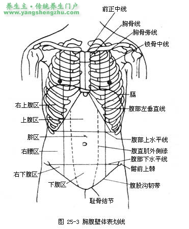 腹部分区(九区法) 用两条水平线和两条垂直线将腹部分为九个区域.