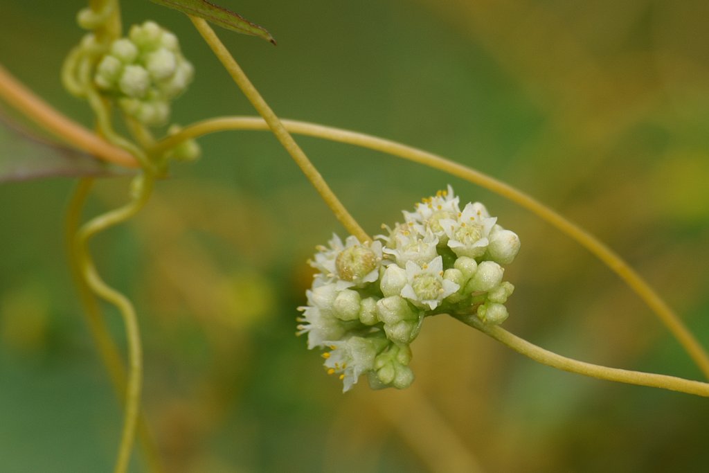 【藥用部位】 為旋花科植物菟絲子或大菟絲子的種子.