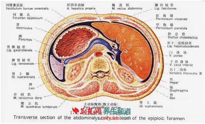 腹膜腔矢状切面图片