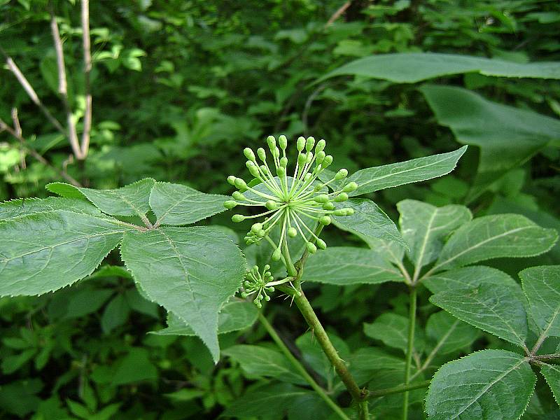 岩五加草药图及功用图片