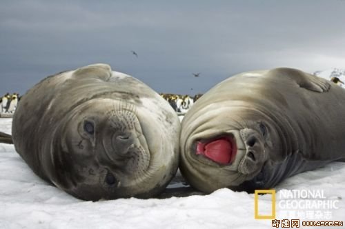 [多图]隐藏在冰雪下的象海豹求偶大战