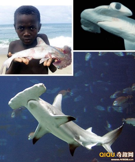 [多图]盘点海洋世界中最奇特的十种鲨鱼