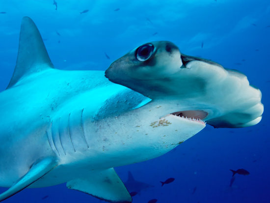 [图文]揭开锤头鲨头型之谜:非凡双眼具有360度视野