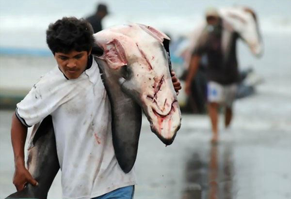 意大利摄影师实录鲨鱼被活体割取鱼翅场面 人类太残忍